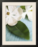 Open Magnolia Flower