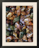Whelks on Sale at a Seafood Market  Treguier  Brittany  France