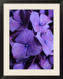 Purple Hydrangea Close-up