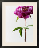 Fuscia Peony