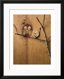 Wood Owl Knots