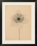 Narcissus