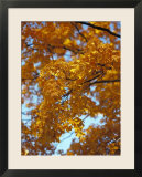 Golden Autumn Leaf Cascade