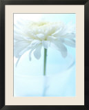 White Anemone Dahlia II
