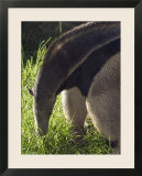 Captive Giant Anteater  Santa Barbara  California