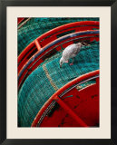 Gull Pecking at Fishing Net at Le Guilvenic  Brittany  France
