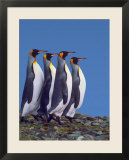 Four King Penguins in a Mating Ritual March  South Georgia Island