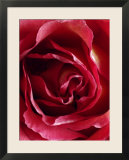 Landscape of a Rose