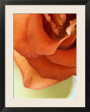 Moroccan Rose