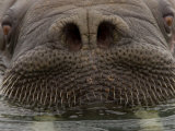 Close up of Young  Male Atlantic Walrus
