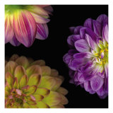 Purple Dahlia I