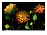 Orange Dahlia Garden