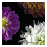 Purple Dahlia II