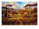 Evening Vineyard