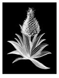 Pineapple Noir I