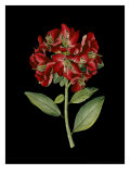 Crimson Flowers on Black I