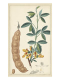Tropical Infusion IV