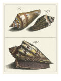 Seashell Menagerie VI