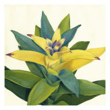 Tropical Bloom II