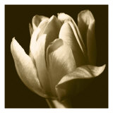 Sepia Tulip II