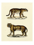 Animal Studies II