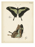 Butterfly Profile III
