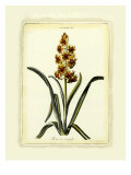 Hyacinth IX