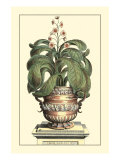 Antique Munting Aloe II