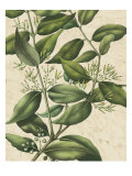 Botanic Beauty III