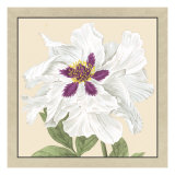 Peony Collection IV