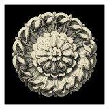 Black and Tan Rosette IV