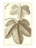 Cropped Sepia Botanical III