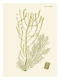 Dramatic Seaweed III