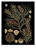 Dramatic Conifers II
