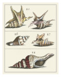 Seashell Menagerie IV