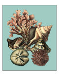 Printed Shell & Coral Collection II