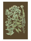 Organic Greenery I