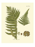 Antique Fern III