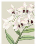Orchid Blooms II