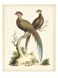 Regal Pheasants II