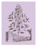 Romantic Jasmine