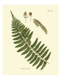 Antique Fern V
