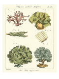 Coral Classification II