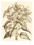 Sepia Munting Foliage III