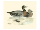 Morris Ducks III