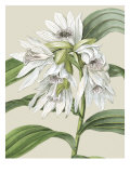 Orchid Blooms III