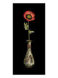 Poppy Magic IV