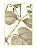 Cropped Sepia Botanical V