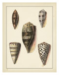Antique Shells IV