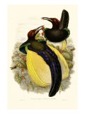 Gould Bird of Paradise IV